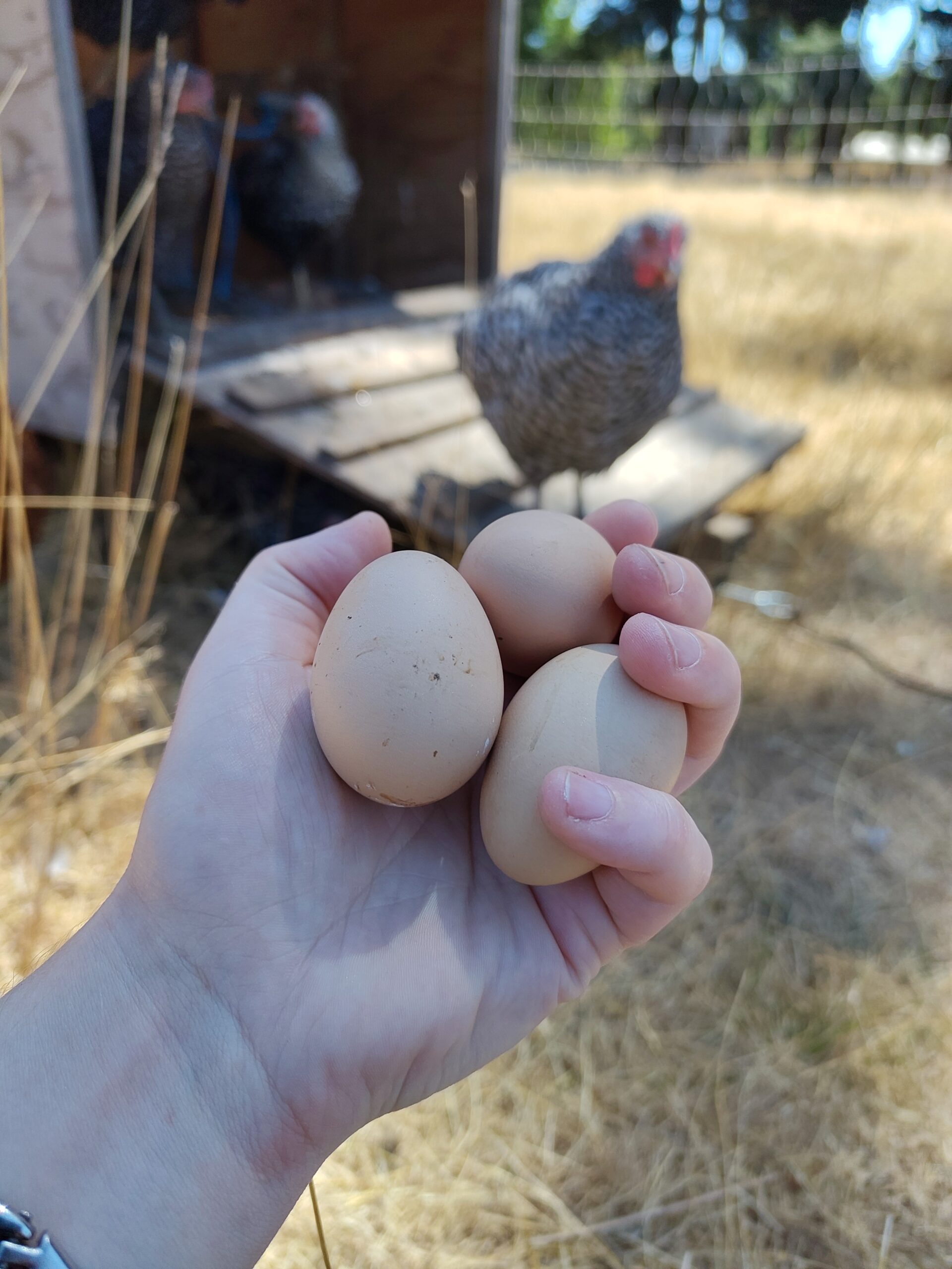 Image of a hand holding 3 small pullet eggs